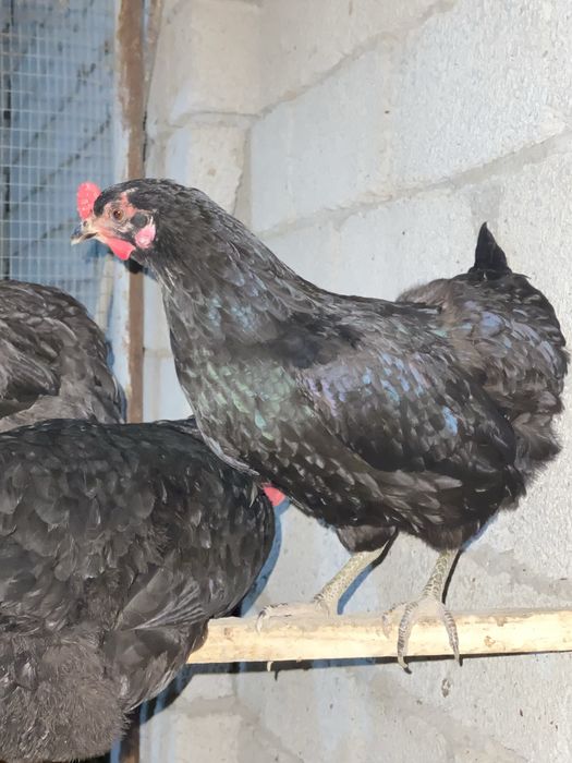 Qora shaxzoda tuxumlari