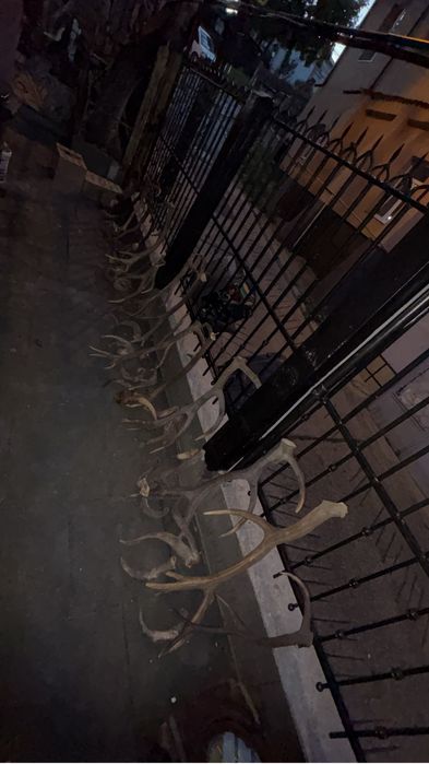 Coarne trofee Cerb țap muflon berbec caprioare panoplie mostenire buni