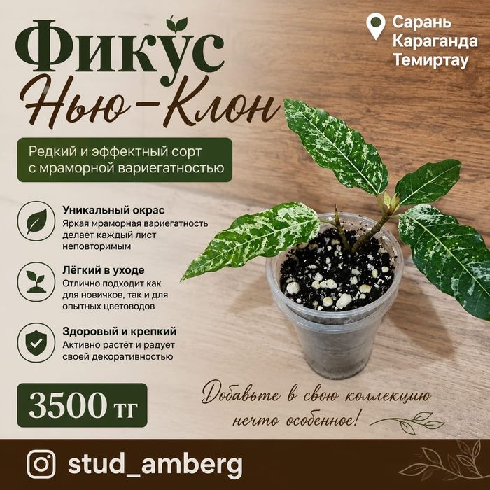 Фикус разный 3...