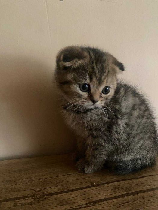 Skotsh fold sotiladi