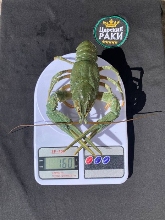 Раки все размеры в наличии! Морепродукты, креветки