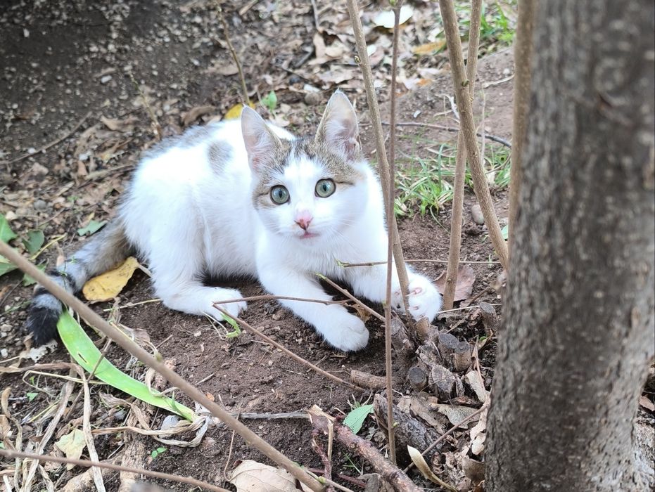 Котенце търси дом