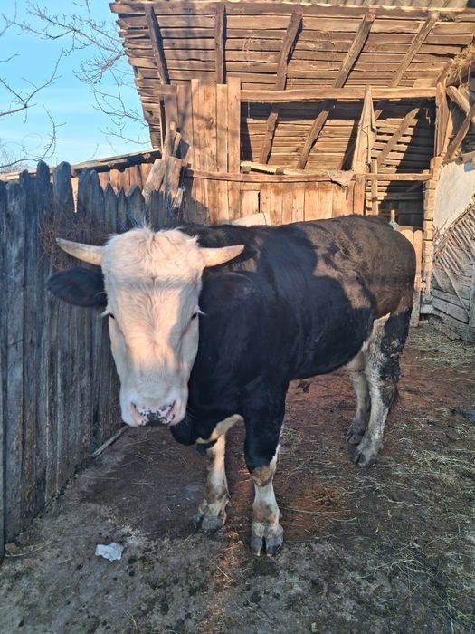 Vând Tqur vitel Angus