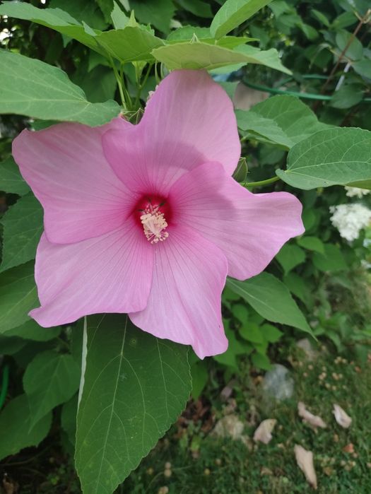 Хибискус Луна - градински