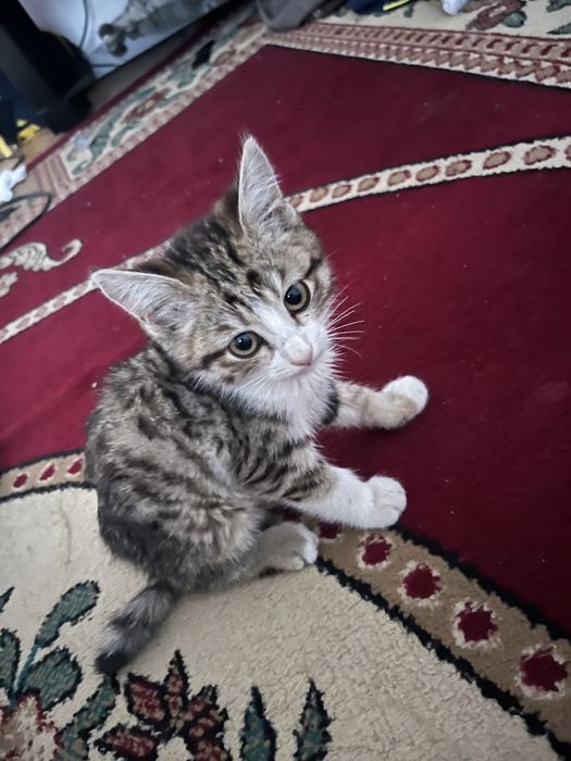 Мысық сатылады котёнк
