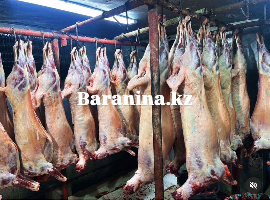 Круглосуточно! Мясо баранины туша