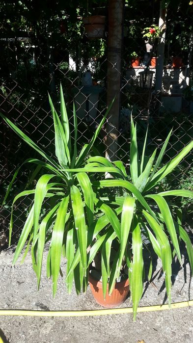 Водна лилия. .  Шафлера. Юка. Кливия.