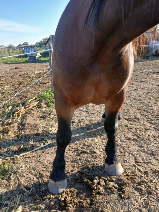 Trei iepe de vânzare