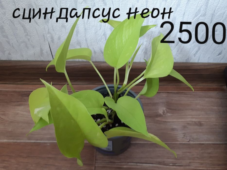 Комнатные цветы продам
