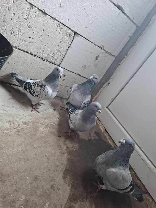 Vand porumbei standar romanesti