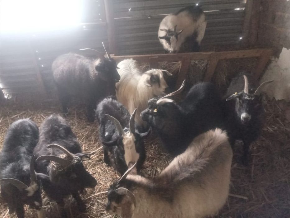 Продам коз скоро должны окатиться