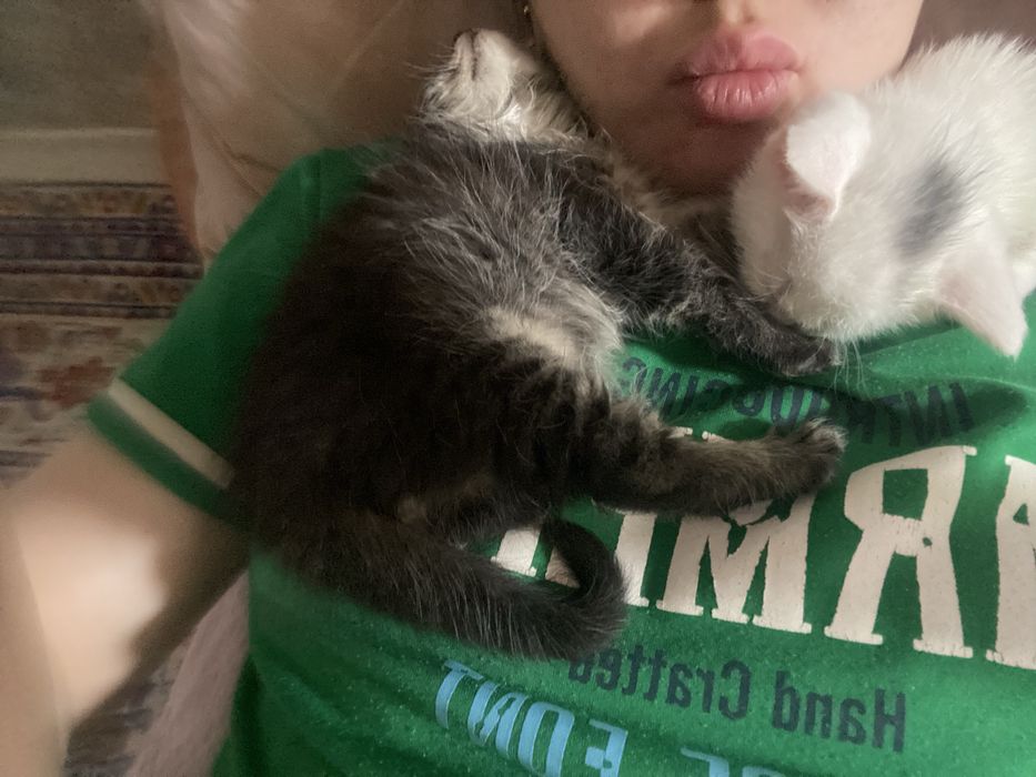 Котят в добрые руки