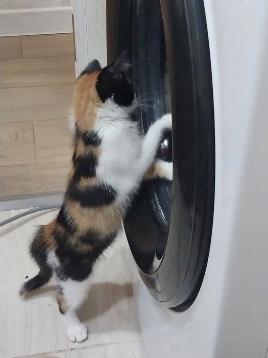 Отдам отдам отдам