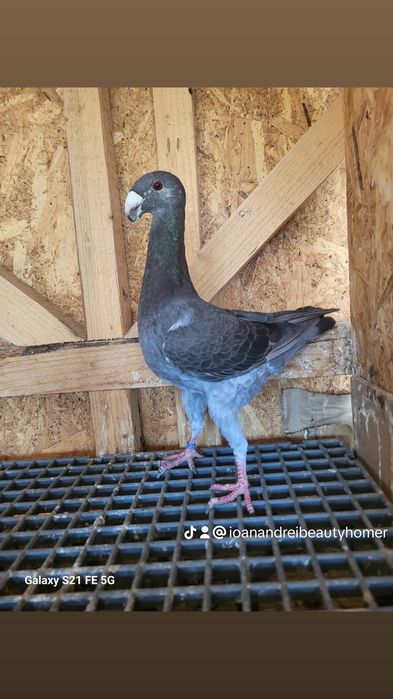 VOIAJOR GERMAN de frumusete