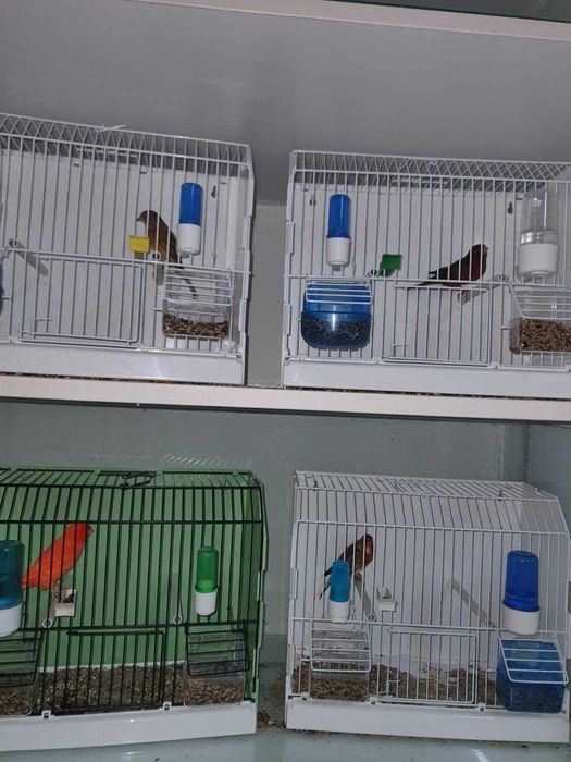 Canari de vanzare si colivii