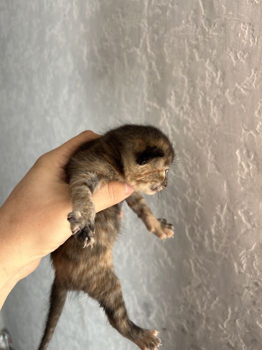Котята Марғаулар