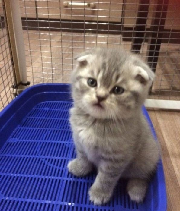 Вислоухий котёнок