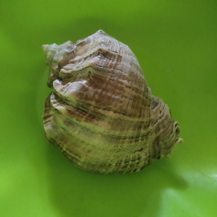 Морская ракушка.