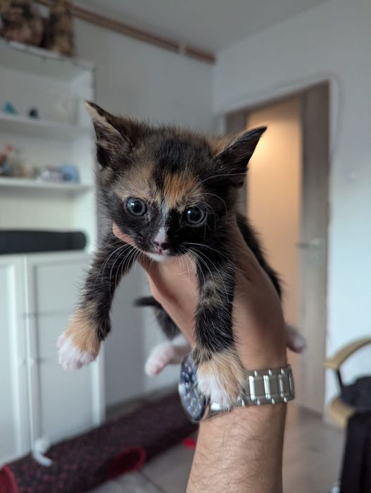 Pisicuti si mamica pt adoptie