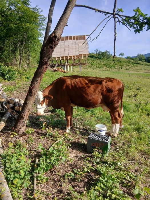 Vând vaca 3 ani  .