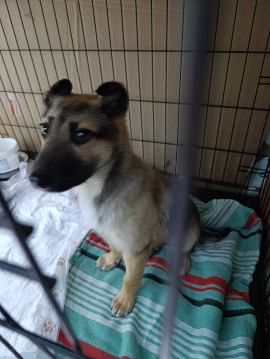 Отдам щенка бесплатно