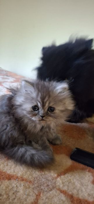 Персийски котета