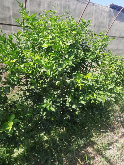 Лимон мандарин апельсин