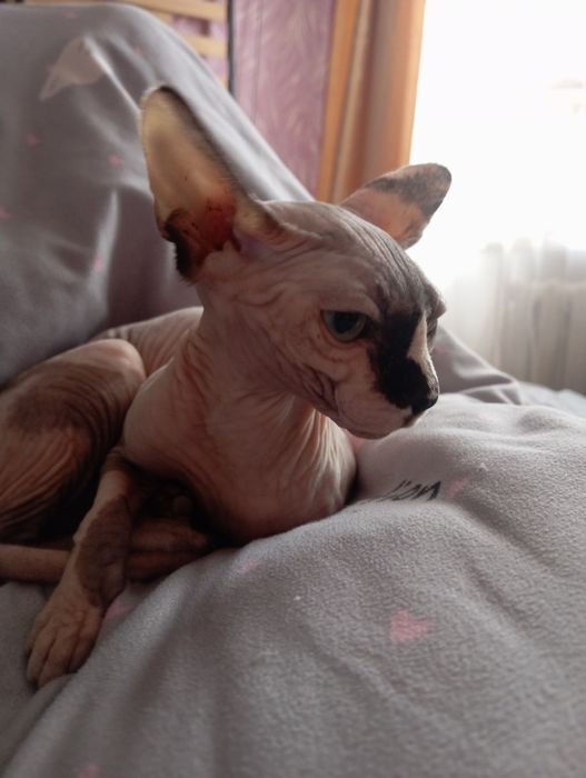 Кошка породы сфинкс