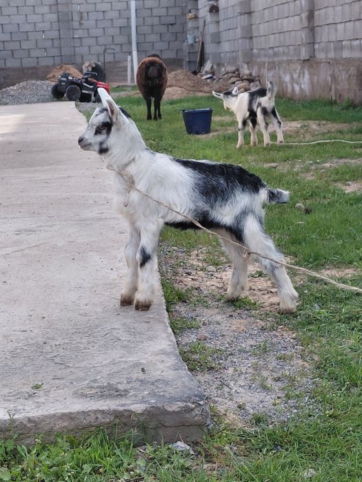 Пиакок ешкі лағы