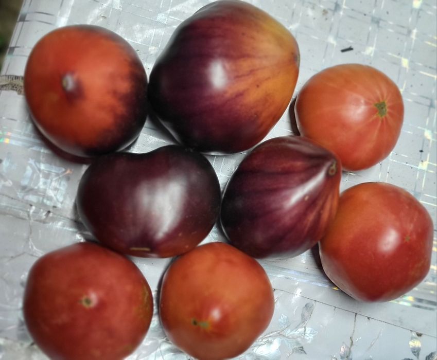 Продаю местные дачные сортовые помидоры