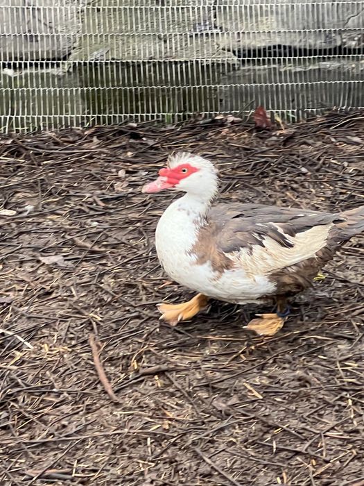 De vanzare rațe leșești