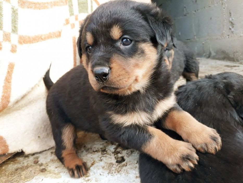 Шенок Щенки щенята собаки