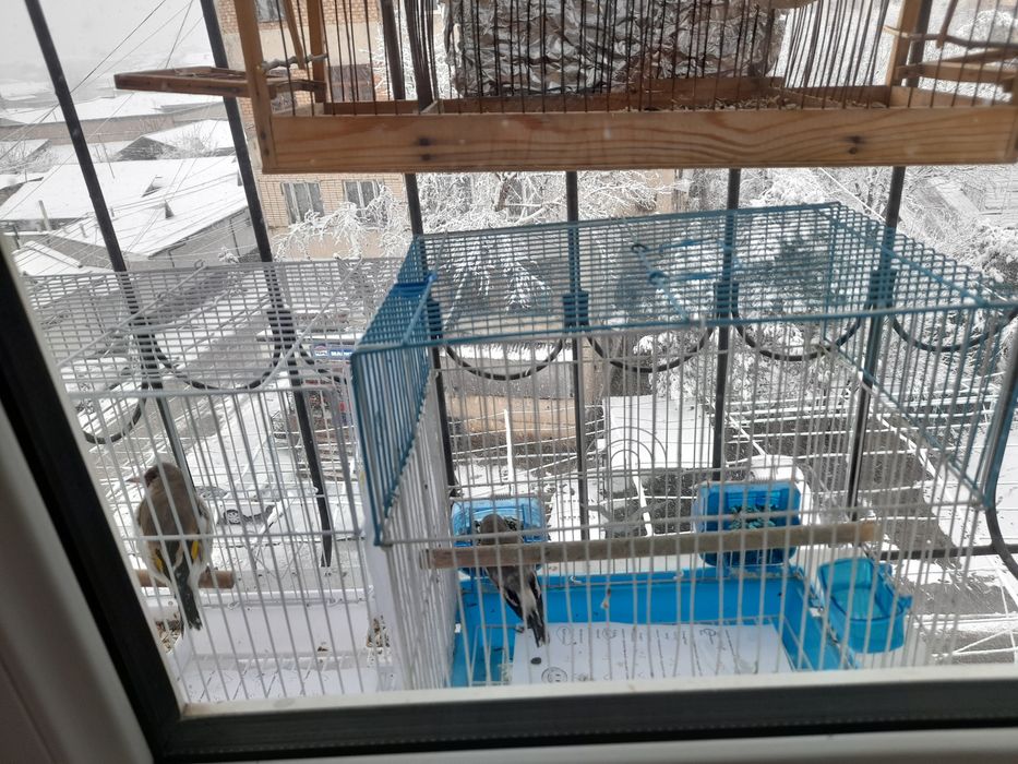 Norchi sotiladi yili