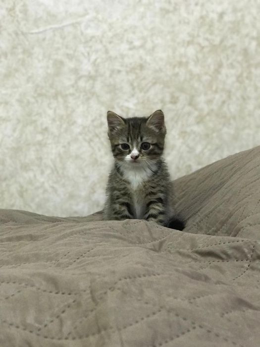Котёнок,2 месяца,мальчик