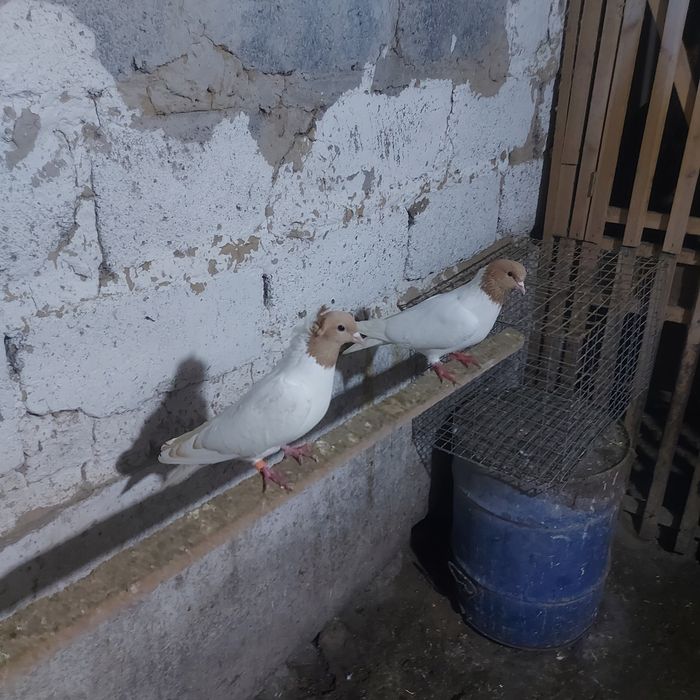 Сары бас  чубати самка лиси самец