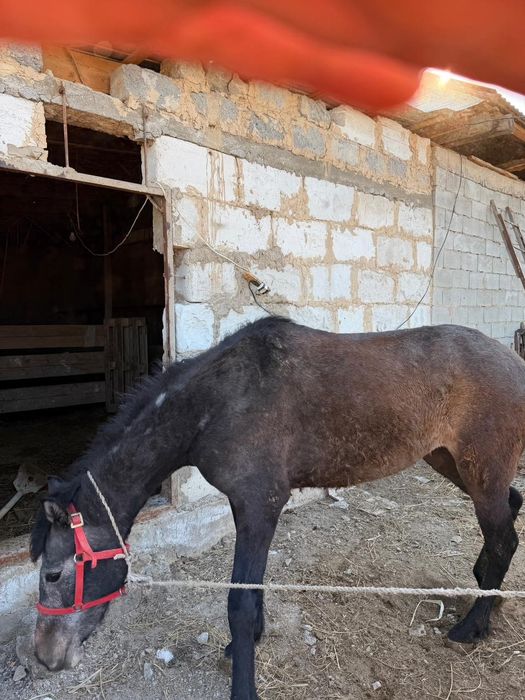 3 жасар байтал сатылады. Мінгі