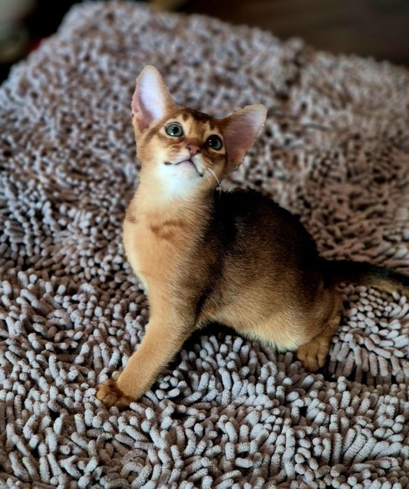 Абиссинский котик