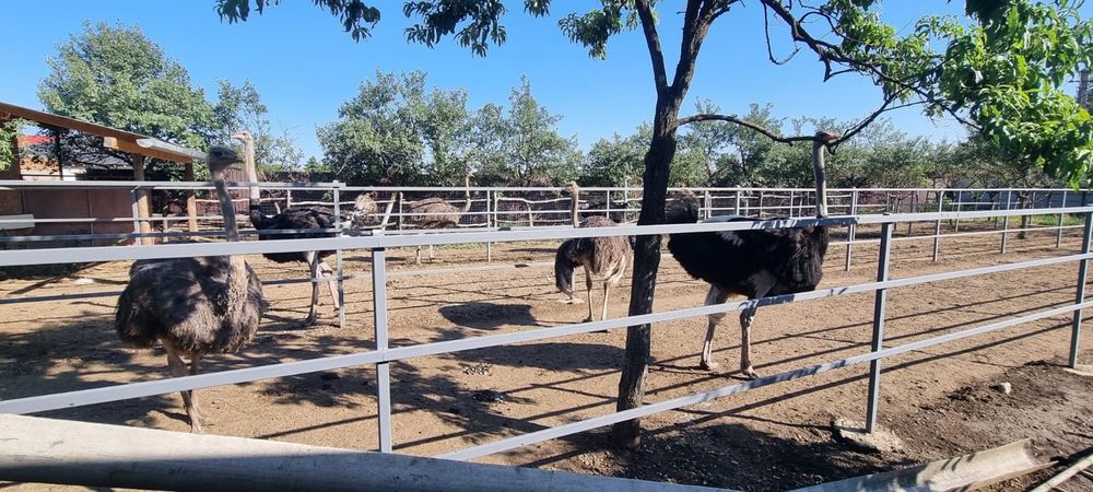 Familii struti african /Adulti