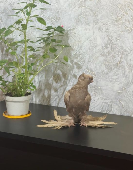 Голубь                  .