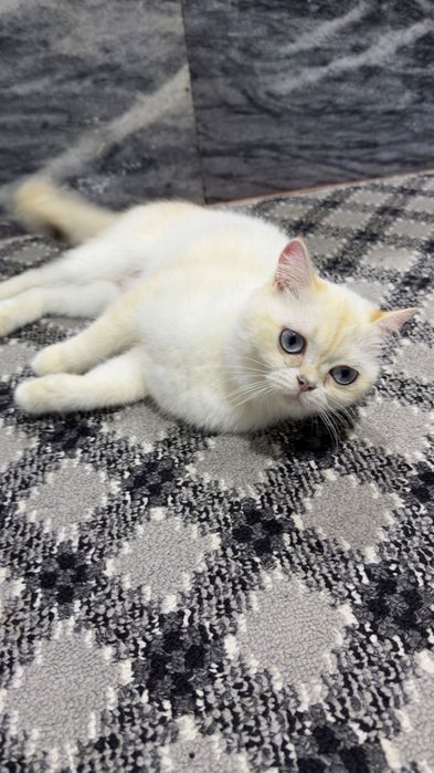 Британский поинт