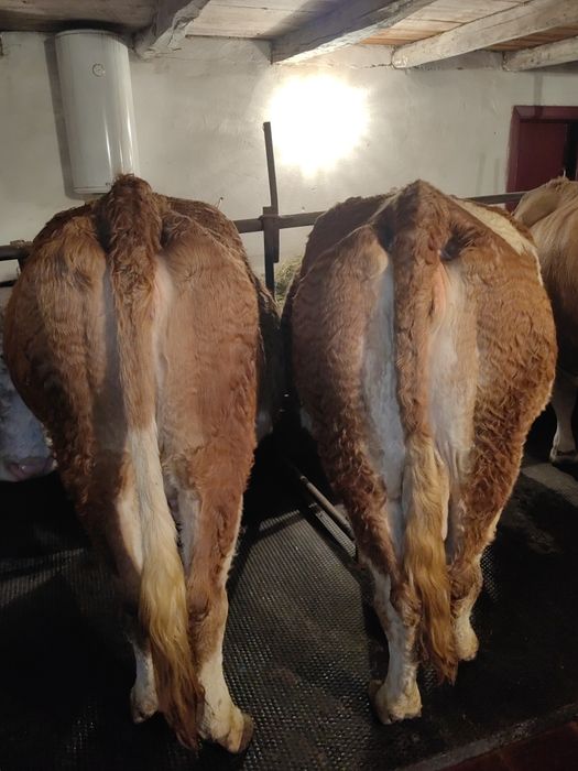 Vând sau schimb cu vaci de carne