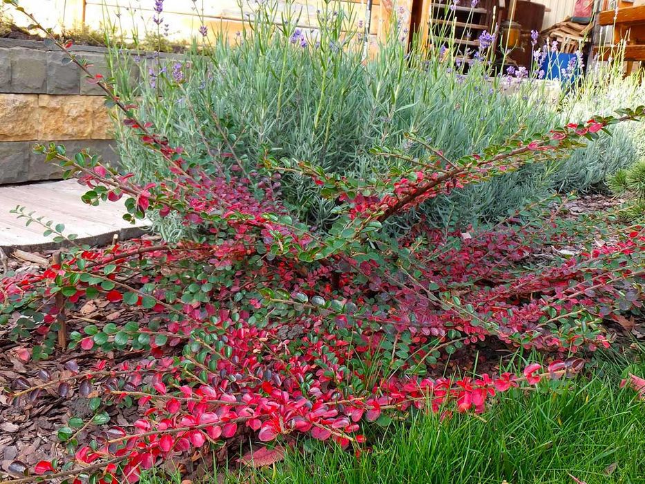 Миндаль и кизил , барбарис