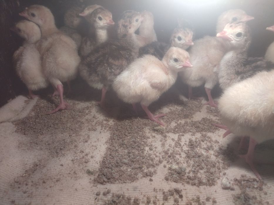 Индюшата индюшата