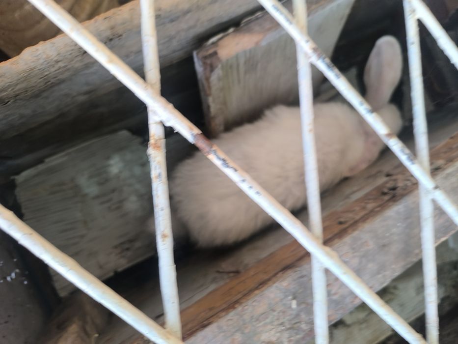 Quyonlar sotiladi ikkita hikol samka va sames bitta velikan samka