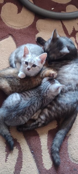 Котята породистые