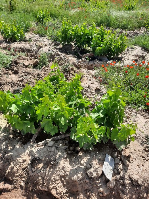 Учаска сотилади уйхамбор