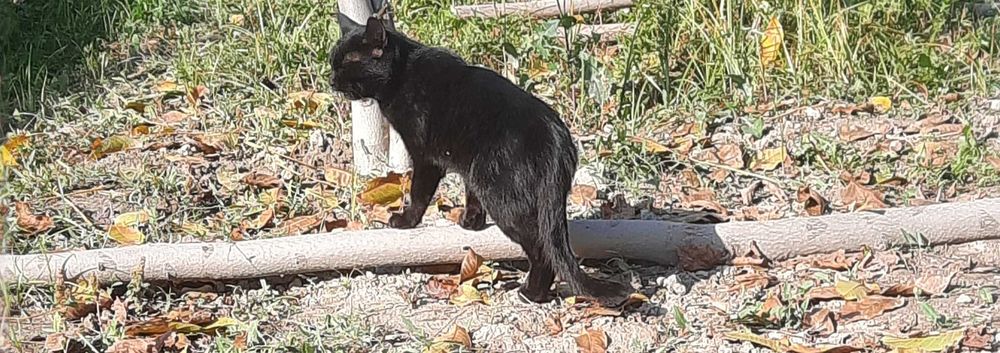 Qora Qoplon zotli mushug