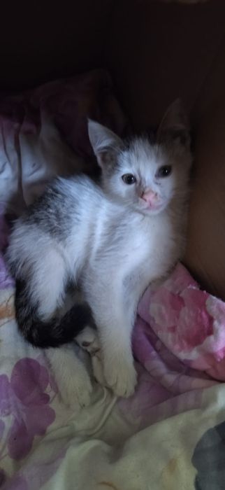котята в хорошие руки