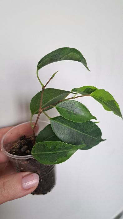 Продам фикус Бенджамина