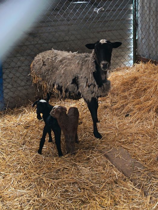 Рамановские бараны